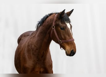 Zangersheider, Stallion, 2 years, 15,2 hh, Brown