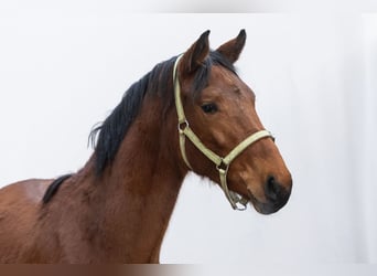 Zangersheider, Stallion, 2 years, 15,2 hh, Brown