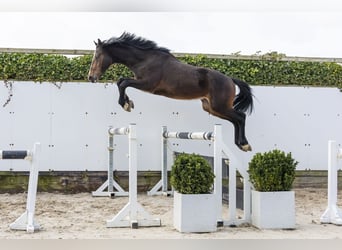 Zangersheider, Stallion, 2 years, 15.2 hh, Brown