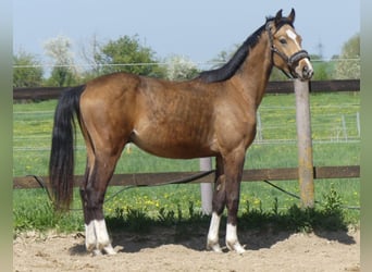 Zangersheider, Stallion, 2 years, 15.2 hh, Buckskin Zangersheider, Stallion, 2 years, 15.2 hh, Buckskin