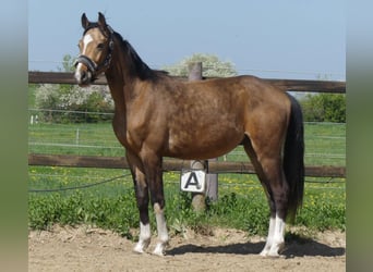 Zangersheider, Stallion, 2 years, 15.2 hh, Buckskin Zangersheider, Stallion, 2 years, 15.2 hh, Buckskin