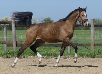 Zangersheider, Stallion, 2 years, 15.2 hh, Buckskin Zangersheider, Stallion, 2 years, 15.2 hh, Buckskin