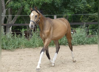 Zangersheider, Stallion, 2 years, 15.2 hh, Buckskin Zangersheider, Stallion, 2 years, 15.2 hh, Buckskin