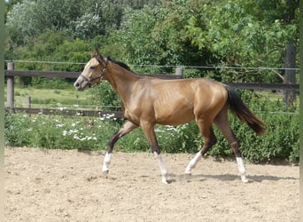 Zangersheider, Stallion, 2 years, 15.2 hh, Buckskin Zangersheider, Stallion, 2 years, 15.2 hh, Buckskin