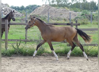 Zangersheider, Stallion, 2 years, 15.2 hh, Buckskin Zangersheider, Stallion, 2 years, 15.2 hh, Buckskin