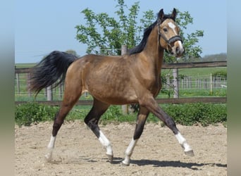 Zangersheider, Stallion, 2 years, 15.2 hh, Buckskin Zangersheider, Stallion, 2 years, 15.2 hh, Buckskin
