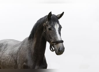 Zangersheider, Stallion, 2 years, 15.2 hh, Gray