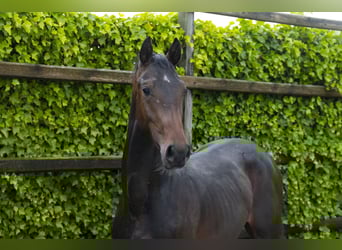 Zangersheider, Stallion, 2 years, 15 hh, Bay-Dark