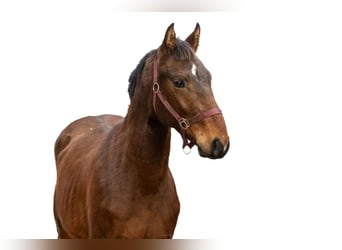 Zangersheider, Stallion, 2 years, 15 hh, Brown