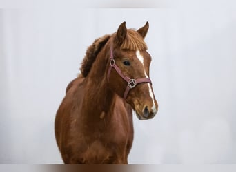 Zangersheider, Stallion, 2 years, 15 hh, Chestnut-Red