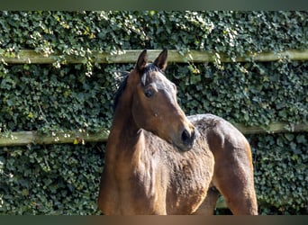 Zangersheider, Stallion, 2 years, 15,1 hh, Bay-Dark