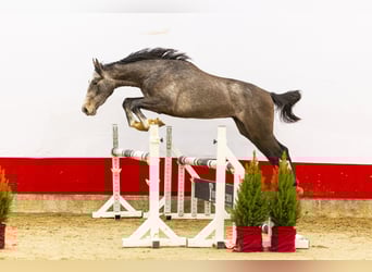 Zangersheider, Stallion, 2 years, 15,1 hh, Grey-Dark-Tan