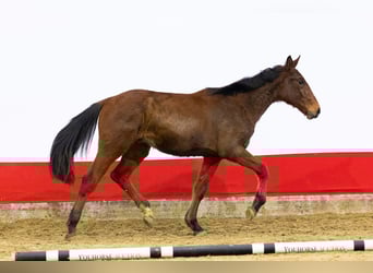 Zangersheider, Stallion, 2 years, 15,2 hh, Brown