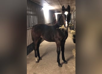 Zangersheider, Stallion, 2 years, 15,2 hh, Smoky-Black