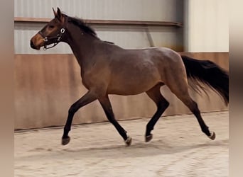 Zangersheider, Stallion, 2 years, 16.1 hh, Bay-Dark