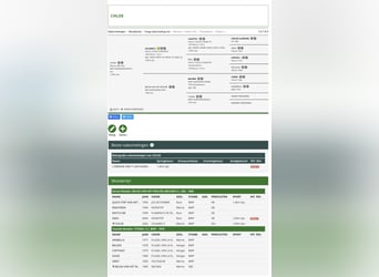 Zangersheider, Stallion, 2 years, 16.1 hh, Bay-Dark