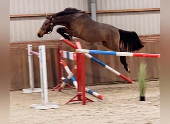Zangersheider, Stallion, 2 years, 16.1 hh, Bay-Dark