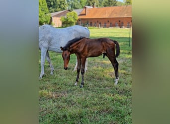Zangersheider, Stallion, 2 years, 16.1 hh, Brown