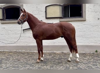 Zangersheider, Stallion, 2 years, 16.1 hh, Chestnut-Red