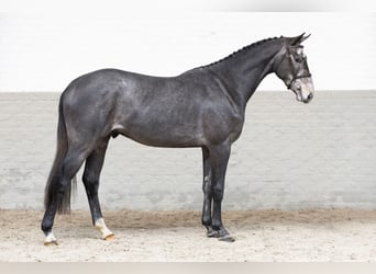 Zangersheider, Stallion, 2 years, 16,1 hh, Gray