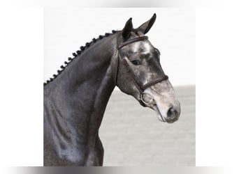 Zangersheider, Stallion, 2 years, 16,1 hh, Gray