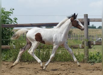 Zangersheider, Stallion, 2 years, 16.1 hh, Pinto Zangersheider, Stallion, 2 years, 16.1 hh, Pinto