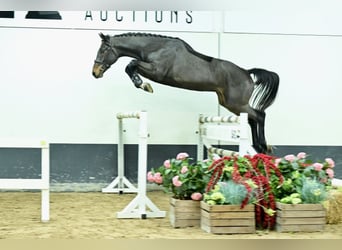 Zangersheider, Stallion, 2 years, 16.2 hh, Bay-Dark