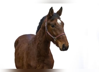 Zangersheider, Stallion, 2 years, 16,2 hh, Brown