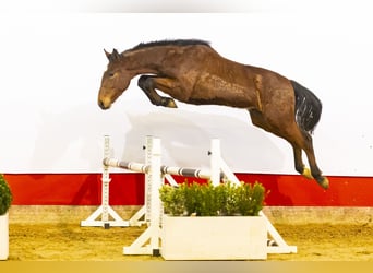 Zangersheider, Stallion, 2 years, 16,2 hh, Brown