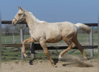 Zangersheider, Stallion, 2 years, 16.2 hh, Palomino
