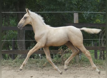 Zangersheider, Stallion, 2 years, 16.2 hh, Palomino