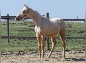 Zangersheider, Stallion, 2 years, 16.2 hh, Palomino