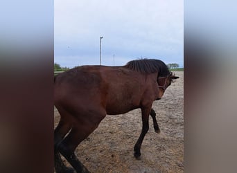 Zangersheider, Hengst, 2 Jahre, 16,3 hh, Brauner