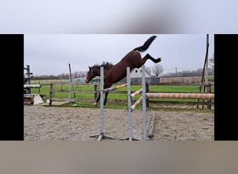 Zangersheider, Hengst, 2 Jahre, 16,3 hh, Brauner