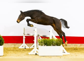 Zangersheider, Stallion, 2 years, 16 hh, Bay-Dark