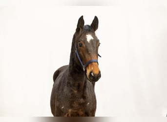 Zangersheider, Stallion, 2 years, 16 hh, Bay-Dark