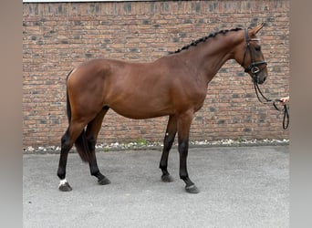 Zangersheider, Stallion, 2 years, 16 hh, Brown