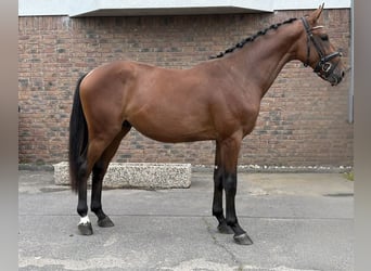 Zangersheider, Stallion, 2 years, 16 hh, Brown