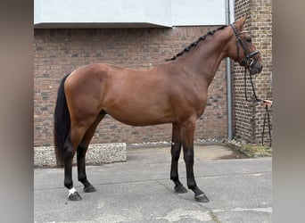 Zangersheider, Stallion, 2 years, 16 hh, Brown