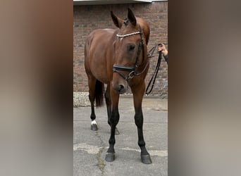 Zangersheider, Stallion, 2 years, 16 hh, Brown
