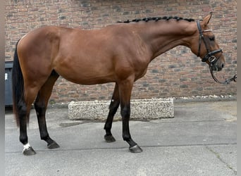 Zangersheider, Stallion, 2 years, 16 hh, Brown