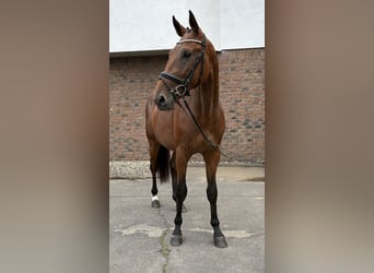 Zangersheider, Stallion, 2 years, 16 hh, Brown