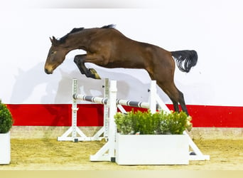 Zangersheider, Stallion, 2 years, 16 hh, Brown