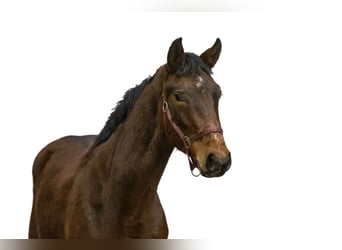 Zangersheider, Stallion, 2 years, 16 hh, Brown