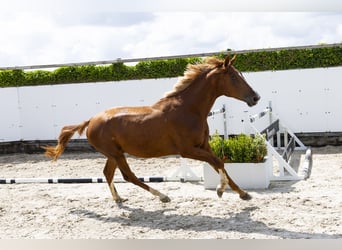 Zangersheider, Stallion, 2 years, 16 hh, Chestnut-Red