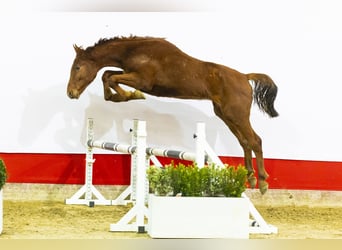 Zangersheider, Stallion, 2 years, 16 hh, Chestnut-Red