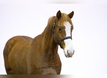 Zangersheider, Stallion, 2 years, 16 hh, Chestnut-Red