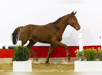 Zangersheider, Stallion, 2 years, 16 hh, Chestnut-Red