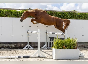 Zangersheider, Stallion, 2 years, 16 hh, Chestnut-Red