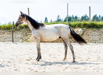 Zangersheider, Stallion, 2 years, 16 hh, Roan-Bay